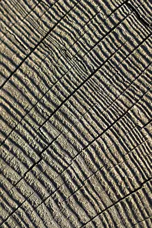 Deserted Landscape Photo Drucke: Cut tree stump surface as a background texture