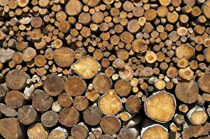 Close View Of A Tree Trunk Drucke: Cut tree trunks