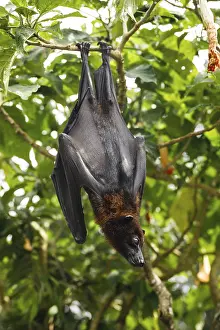 Predator In Natural Environment Drucke: Cute and fluffy flying fox hanging on the tree