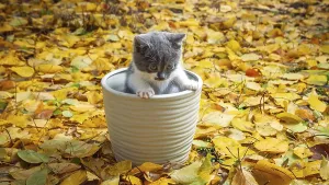 Kitten Looking At Camera Drucke: A cute kitten peeks out from a pot