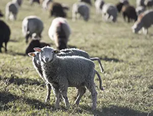 Livestock Breeding Techniques Drucke: Cute Sheeps