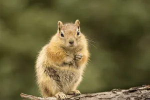 Drucke von Ein süßer, zahmer und freundlicher Eichhörnchen posiert für die Kamera mit einem fragenden Ausdruck Streifenhörnchen Drucke: Ein freundlicher und zahmer Eichhörnchen mit einem fragenden Ausdruck posiert für die Kamera