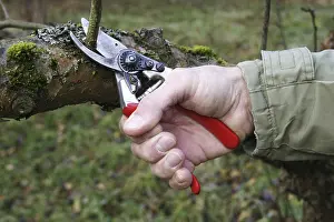 Tree Pruning Drucke: Cutting of a fruit tree with a pruning shears