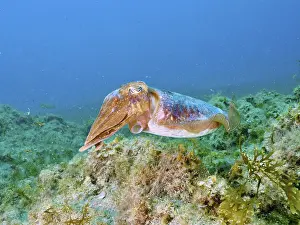 Tintenfisch, Gemeiner Tintenfisch (Sepia officinalis)