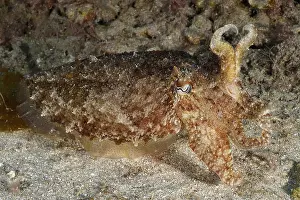 Tintenfisch Drucke: Ein Tintenfisch mit detaillierter Textur.