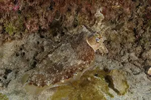Tintenfisch Drucke: Ein Tintenfisch mit eleganter Haltung.