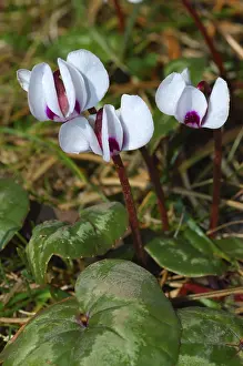 Springtime Nature Photography Drucke: Cyclamen