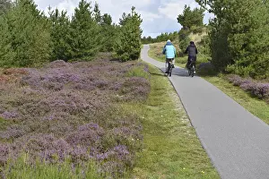 Drucke von Dänisches Landleben auf zwei Rädern. Ein Radfahrer genießt die friedliche Landschaft Dänemarks während eines sonnigen Tages im Grünen Sport Drucke: Radfahren in Dänemark