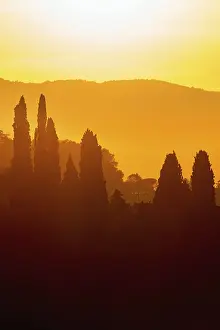 Deserted Countryside Scene Drucke: Cypress Trees in backlit at sunset