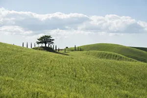Cypress Tree Italy Drucke: Cypresses and a cedar tree, Val d'Orcia