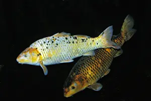Cyprinus Carpio Drucke: Cyprinus carpio