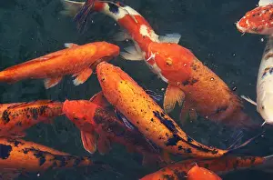 Cyprinus Carpio Drucke: Cyprinus carpio