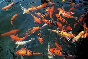 Cyprinus Carpio Drucke: Cyprinus carpio