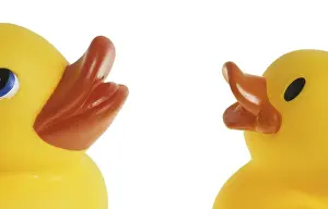Studio Photography Of Ducks Drucke: Two dabbling ducks