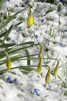 Yellow Flowering Plant Drucke: Daffodil, daffodil