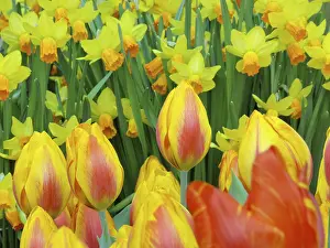 Spring Flowers Drucke: Daffodil, daffodil, tulips, Easter bell