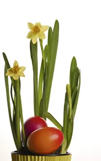 Yellow Blossom Drucke: Daffodil, Easter eggs