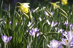 Central European Meadow Scene Drucke: Daffodils and crocuses in a meadow