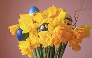 Easter Eggs Dresden Drucke: Daffodils and Easter eggs, Dresden, Saxony