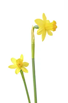 Yellow Blossom Drucke: Daffodils (Narcissus)