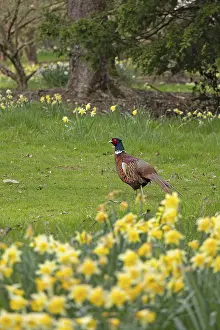 Daffodils In Spring Drucke: Daffodils, Pheasant (Phasianus colchicus)