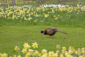Common Pheasant Habitat Drucke: Daffodils, Pheasant (Phasianus colchicus)