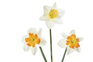 Studio Shot Of Daffodils Drucke: Daffodils on a white background