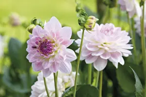 Asteraceae Family Flowers Drucke: Dahlia