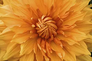 Decorative Asteraceae Plant Drucke: Dahlia