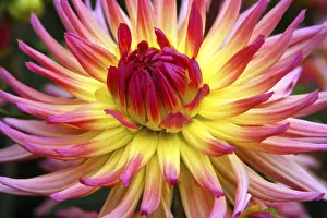 Uninhabited Flowering Plants Drucke: Dahlia