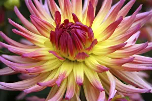 Deserted Dahlia Blossom Drucke: Dahlia