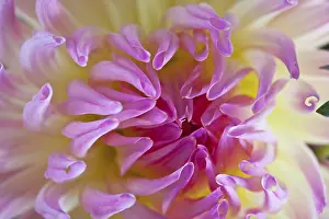 Decorative Garden Plant Drucke: Dahlia