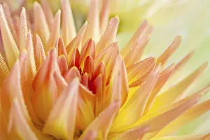 Decorative Garden Plant Drucke: Dahlia with dewdrops