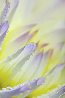 Close View Of A Flower Drucke: Dahlia with dewdrops