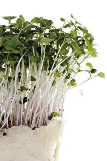 Indoor Leafy Plant Drucke: Daikon cress