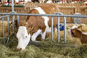 Domestic Cattle Breeds Drucke: Dairy cows Hinterwalder, Bern