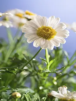 Common Daisy Flower Drucke: Daisies on a blue background