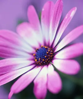 Close Up Daisy Drucke: Daisies, flower detail