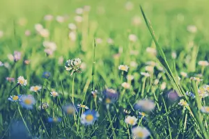 Common Daisy Flowers Drucke: Daisies in the meadow