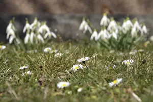 Snowdrop Flowers Drucke: Daisies with snowdrops in the background