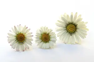 Common Daisy Flower Drucke: Daisies on white background
