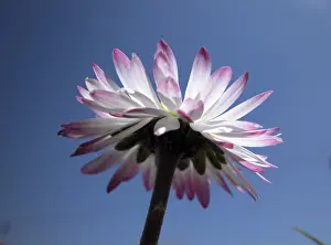 Colorful Spring Flowers Drucke: Daisy