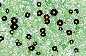 English Daisies Drucke: Daisy