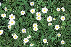 Common Daisy Flowers Drucke: Daisy