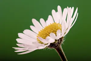 Springtime Flower Blooms Drucke: Daisy