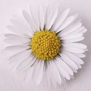 Lawn Daisies In Bloom Drucke: Daisy