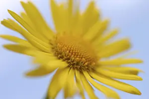 Common Daisy Plant Drucke: Daisy