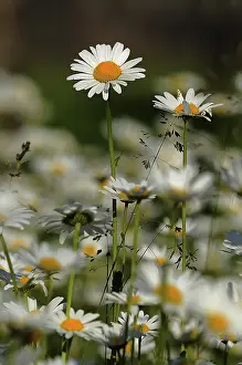 Deserted Flower Meadow Drucke: Daisy flower