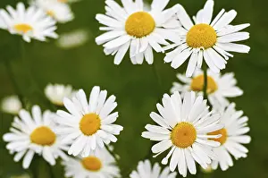 Daisy Flowers Drucke: Daisy in group