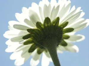 Close Up Flower Drucke: Daisy, macro